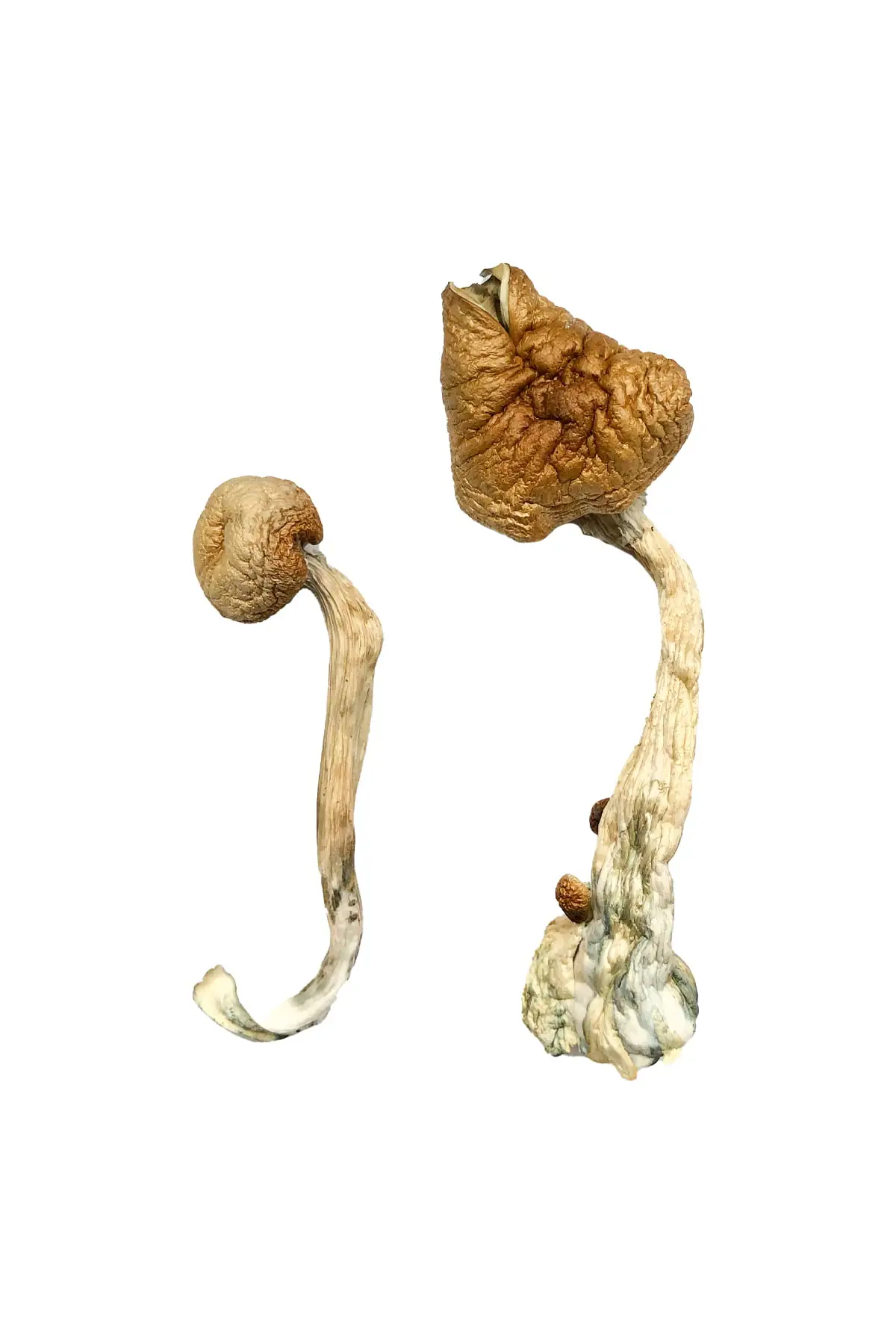 Buy African Transkei Mushrooms Online