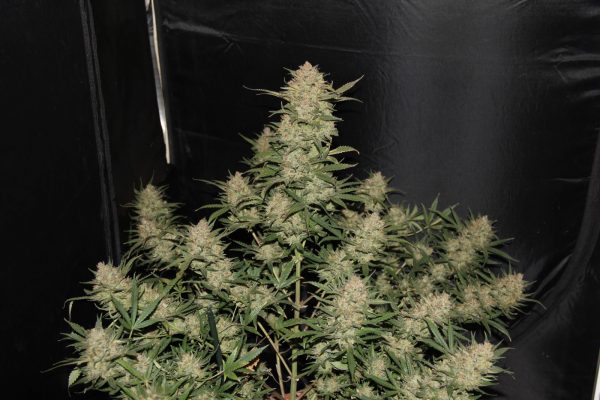 OG Kush strain Available